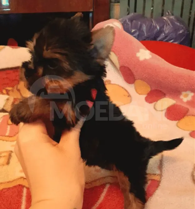 Იორკშირის ტერიერი თბილისი - photo 1