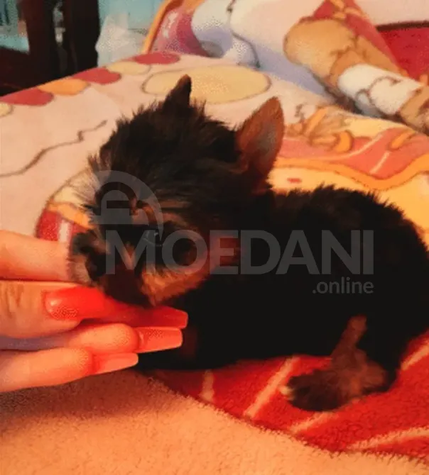 Იორკშირის ტერიერი თბილისი - photo 2