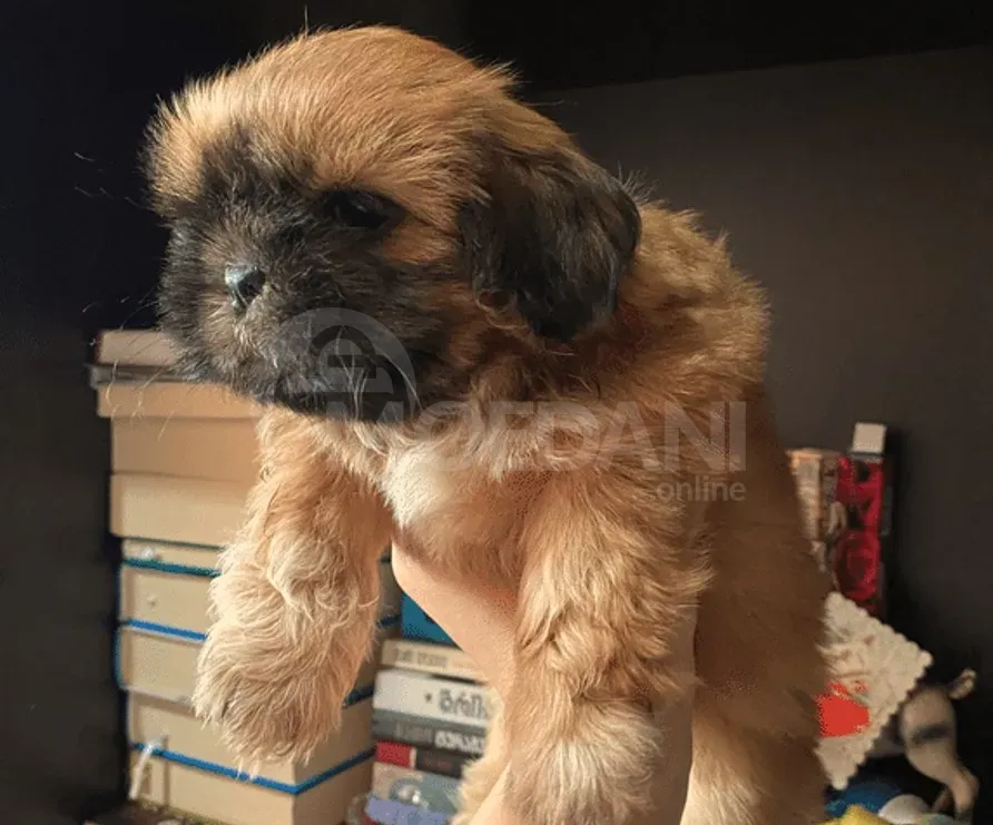 Იყიდება შიჰ ძუს ლეკვები თბილისი - photo 1