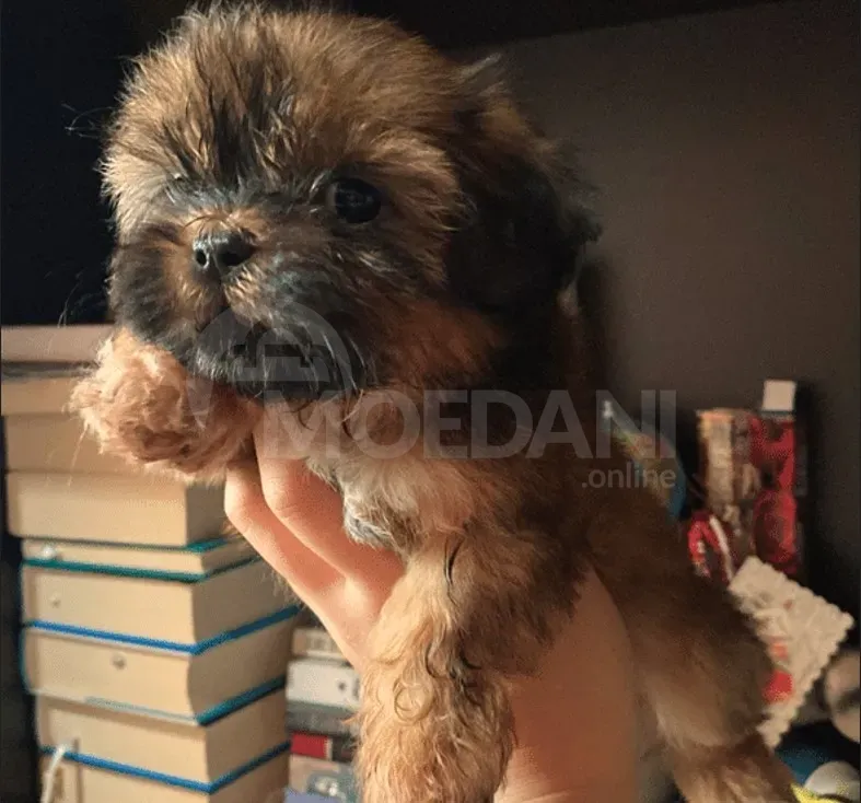 Იყიდება შიჰ ძუს ლეკვები თბილისი - photo 2