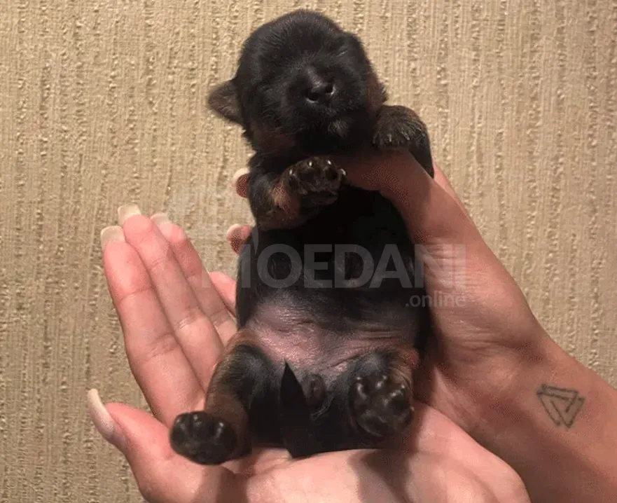 York puppies for sale Tbilisi - photo 3