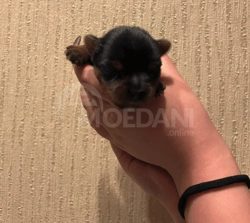 York puppies for sale Tbilisi - photo 1
