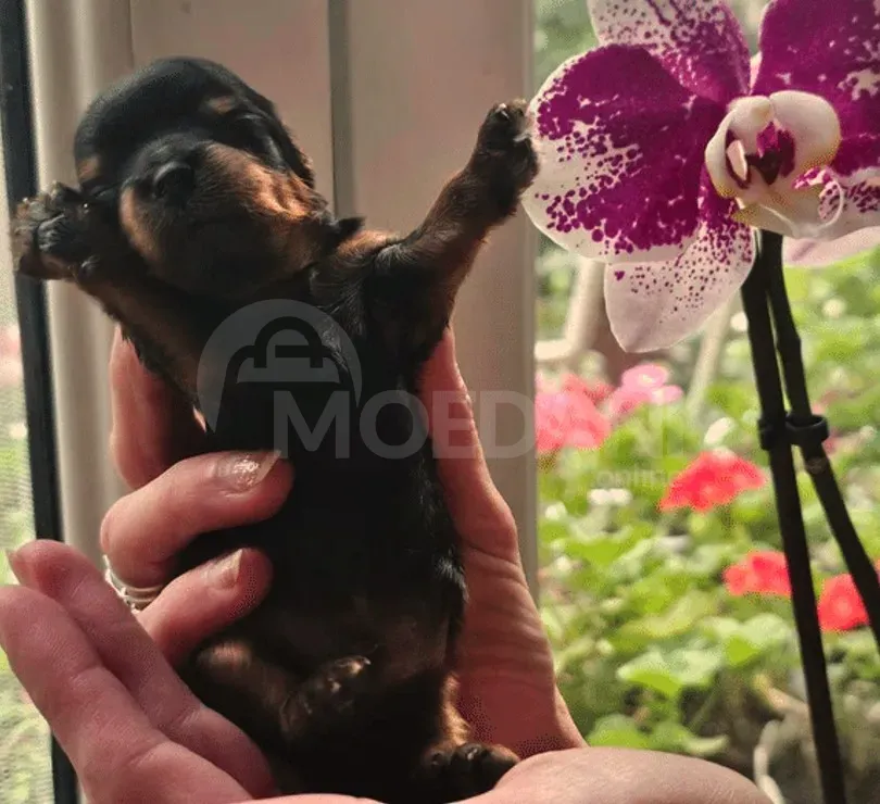 York puppies for sale Tbilisi - photo 4