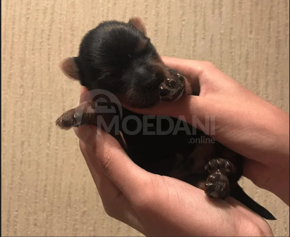 York puppies for sale Tbilisi - photo 2