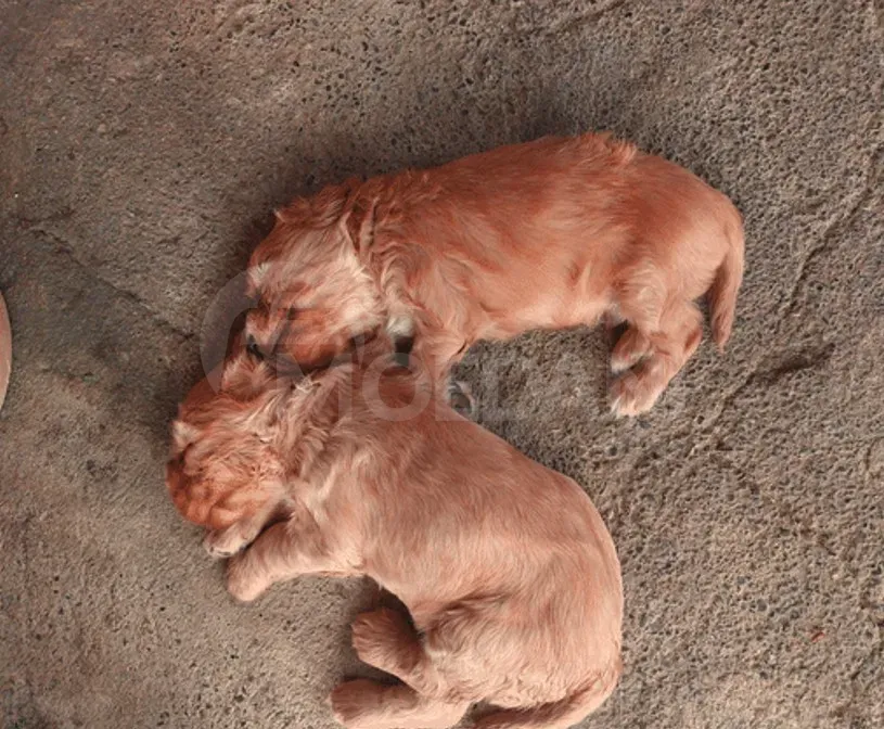 English cocker spaniel Tbilisi - photo 1