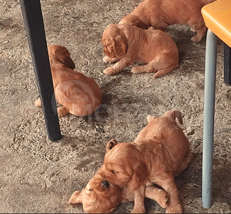 English cocker spaniel Tbilisi - photo 2