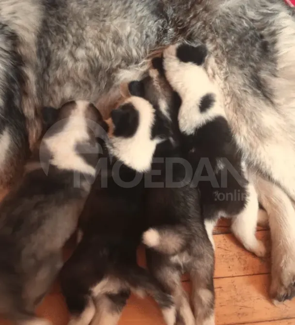 Ციმბირული ჰასკი ქუთაისი - photo 5