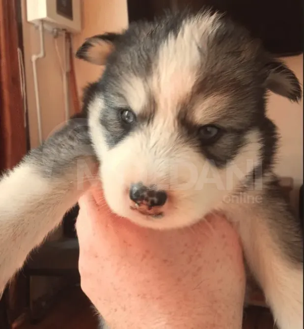 Ციმბირული ჰასკი ქუთაისი - photo 1