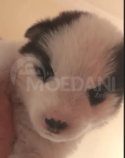 Ციმბირული ჰასკი ქუთაისი - photo 2