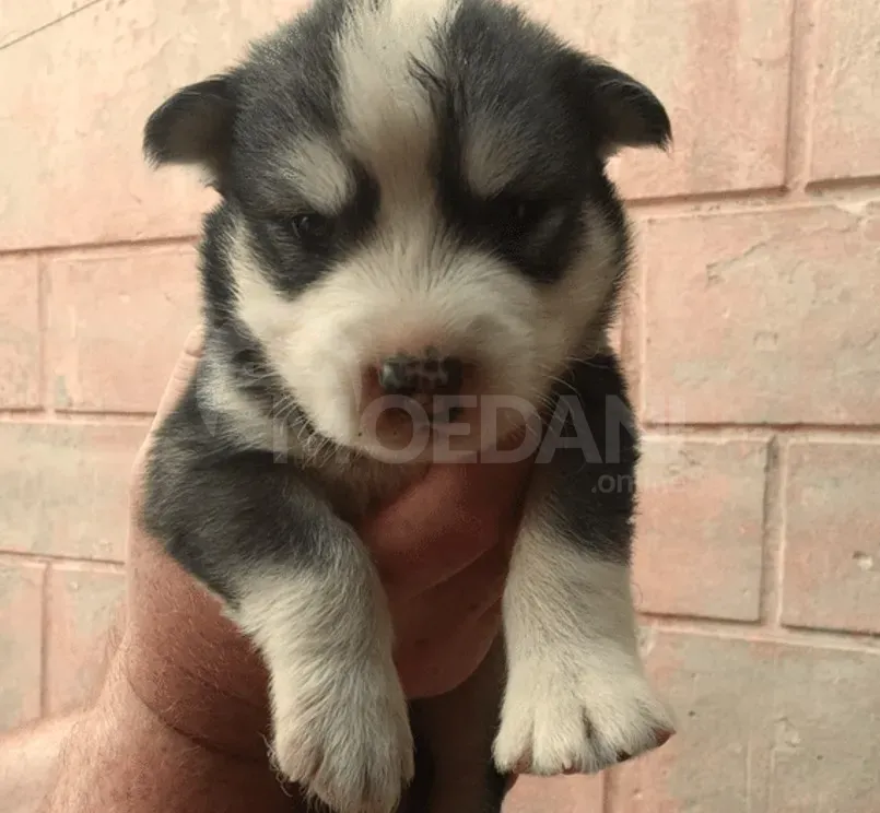 Ციმბირული ჰასკი ქუთაისი - photo 3