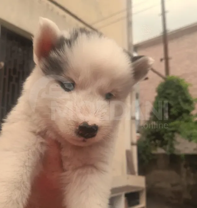 Იყიდება ჰასკის ლეკვები ქუთაისი - photo 1