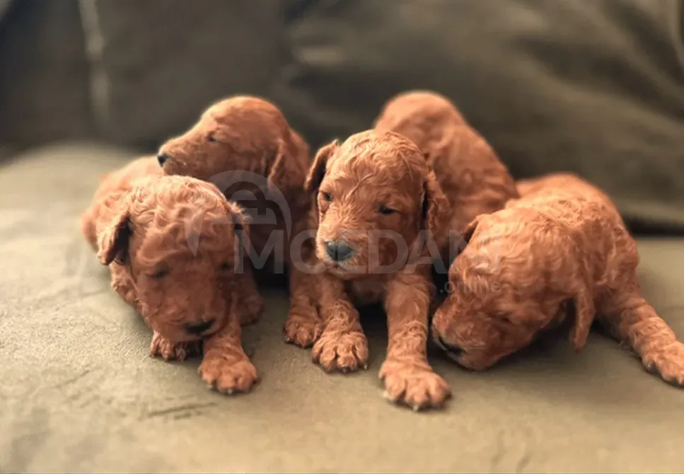 Toy poodle puppies for sale Tbilisi - photo 1