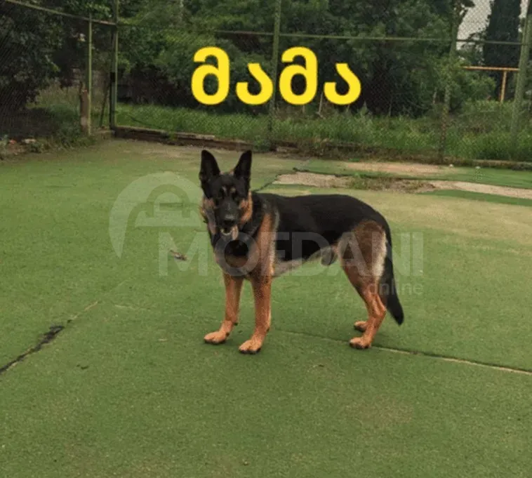 German shepherd puppies Mckheta - photo 3