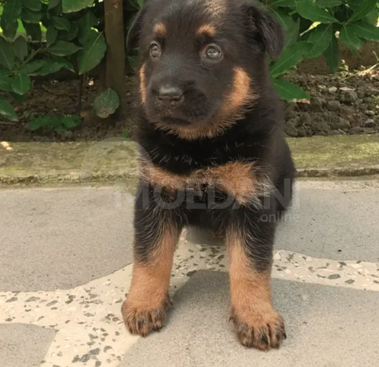 German shepherd puppies Mckheta - photo 1