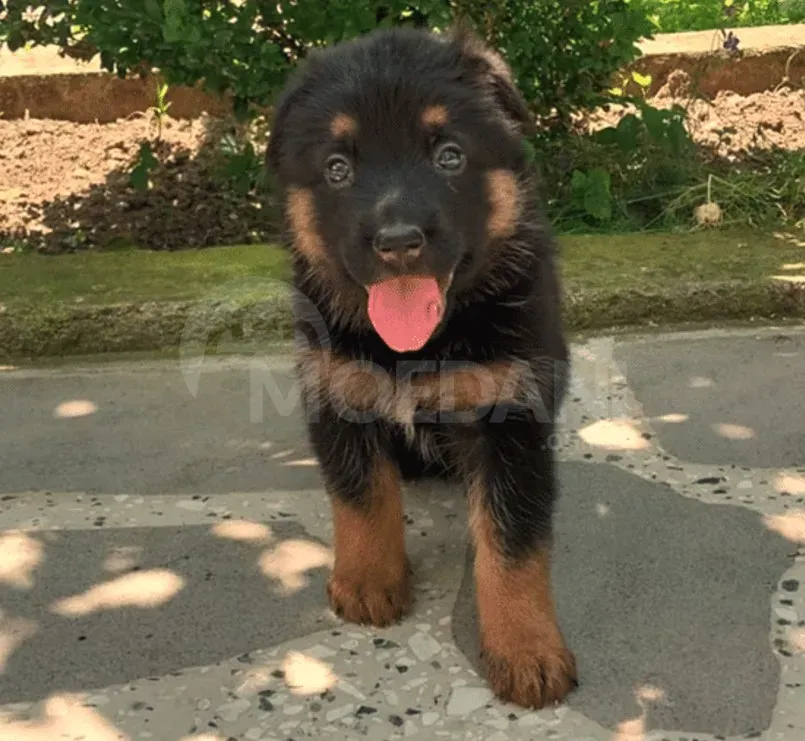 German shepherd puppies Mckheta - photo 6
