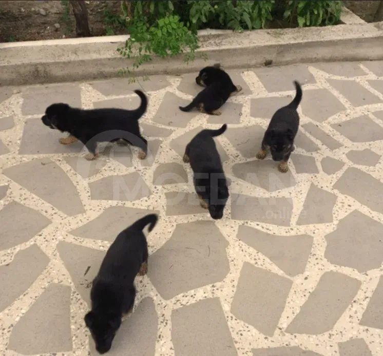 German shepherd puppies Mckheta - photo 2