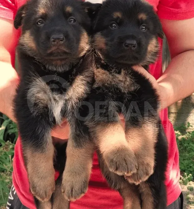 German shepherd puppies Mckheta - photo 5