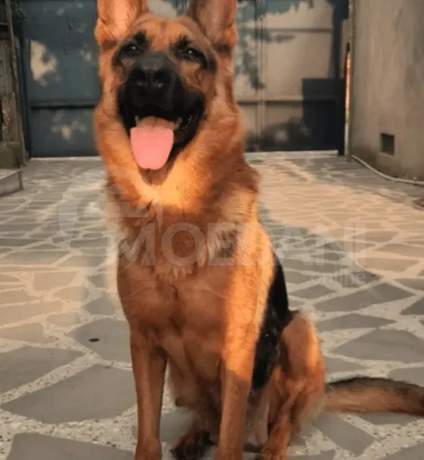 German shepherd puppies Mckheta - photo 4