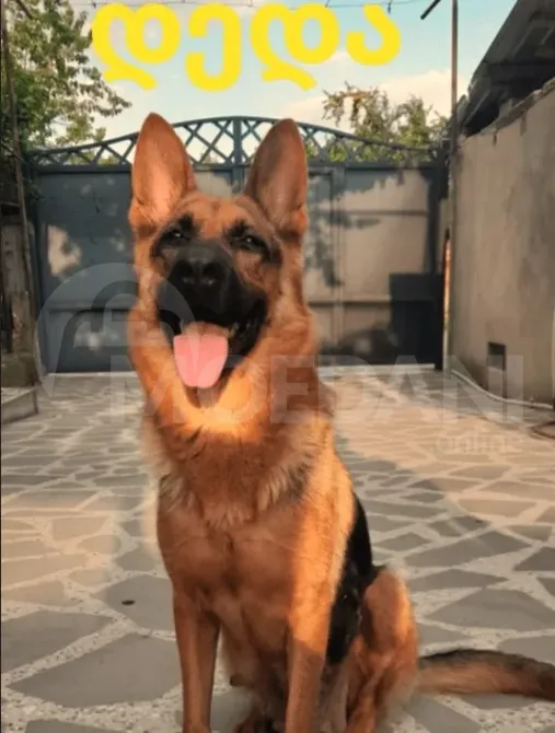 German shepherd puppies Mckheta - photo 2