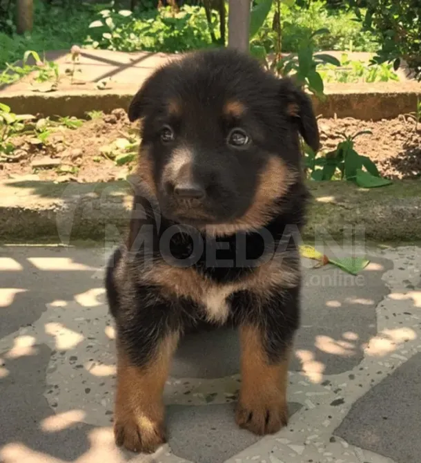 German shepherd puppies Mckheta - photo 3