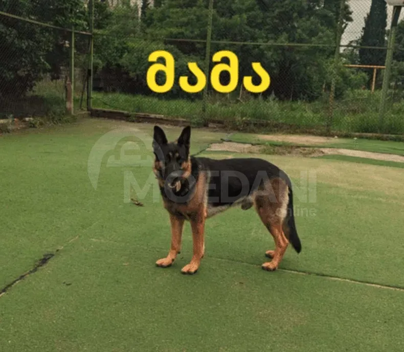 German shepherd puppies Mckheta - photo 1