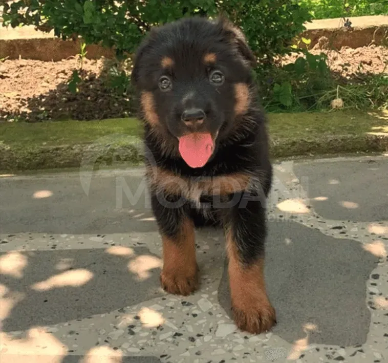 German shepherd puppies Mckheta - photo 5