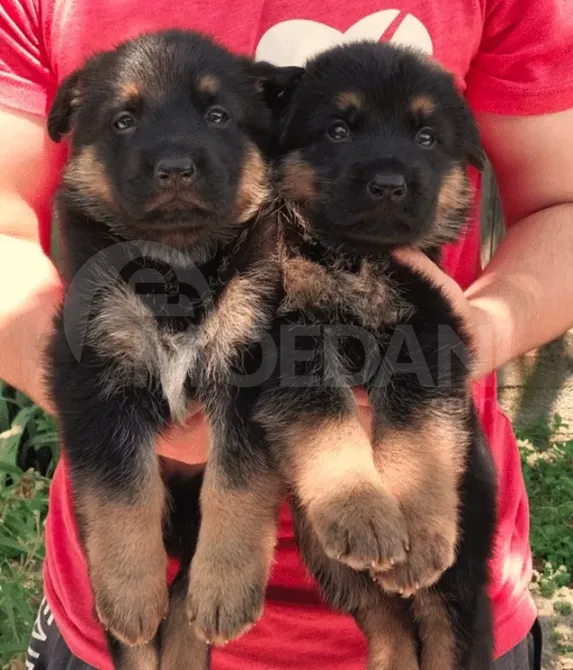 German shepherd puppies Mckheta - photo 4