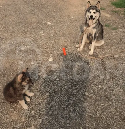 Husky dog with puppy for sale Tbilisi - photo 1