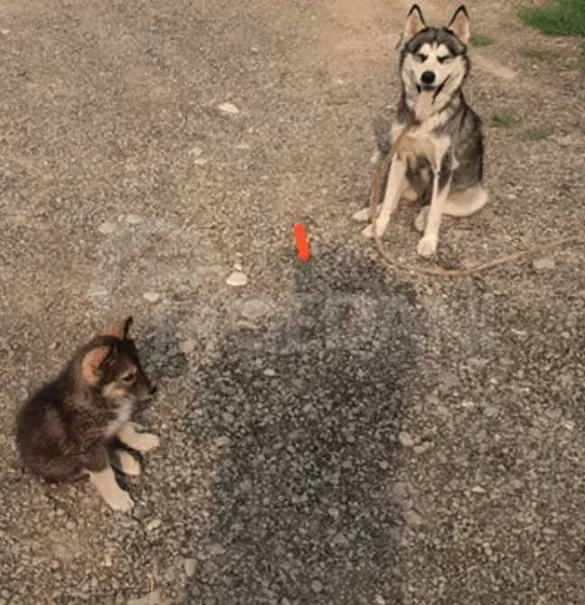 Იყიდება ჰასკი ძაღლი ლეკვთან ერთად თბილისი - photo 1