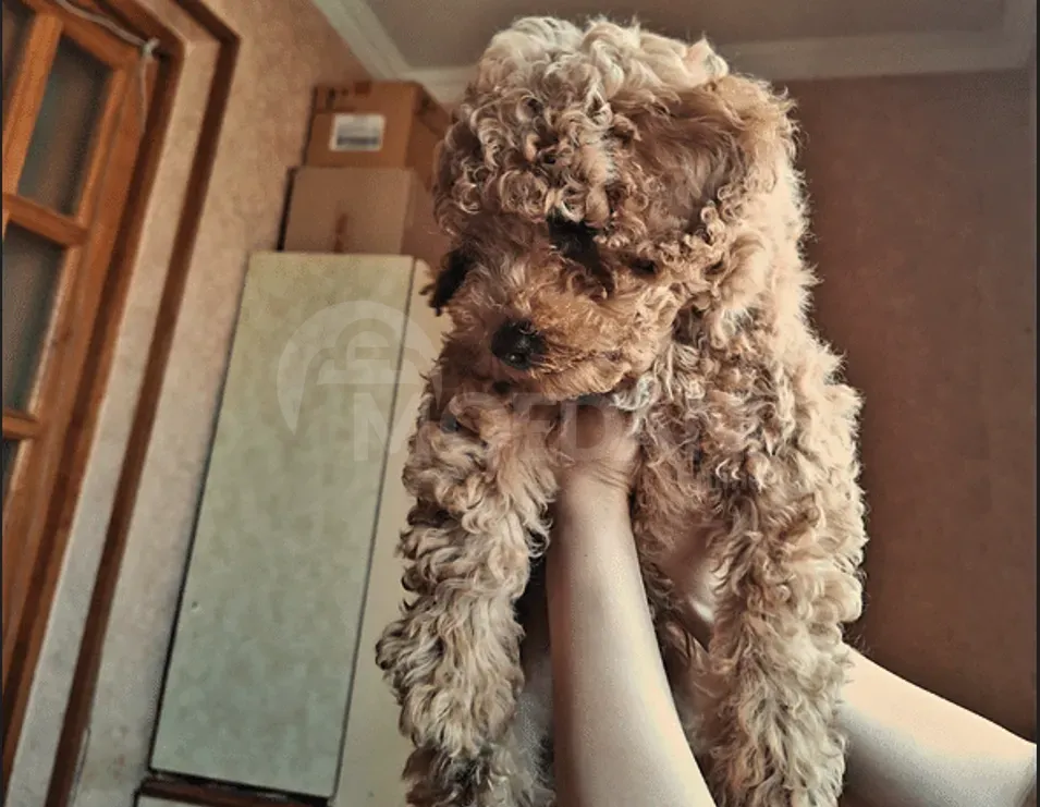 Იყიდება ჯუჯა პუდელი თბილისი - photo 1