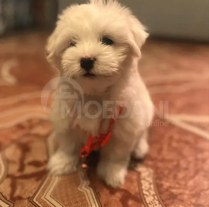 Იყიდება სუფთა მალტეზე თბილისი - photo 1