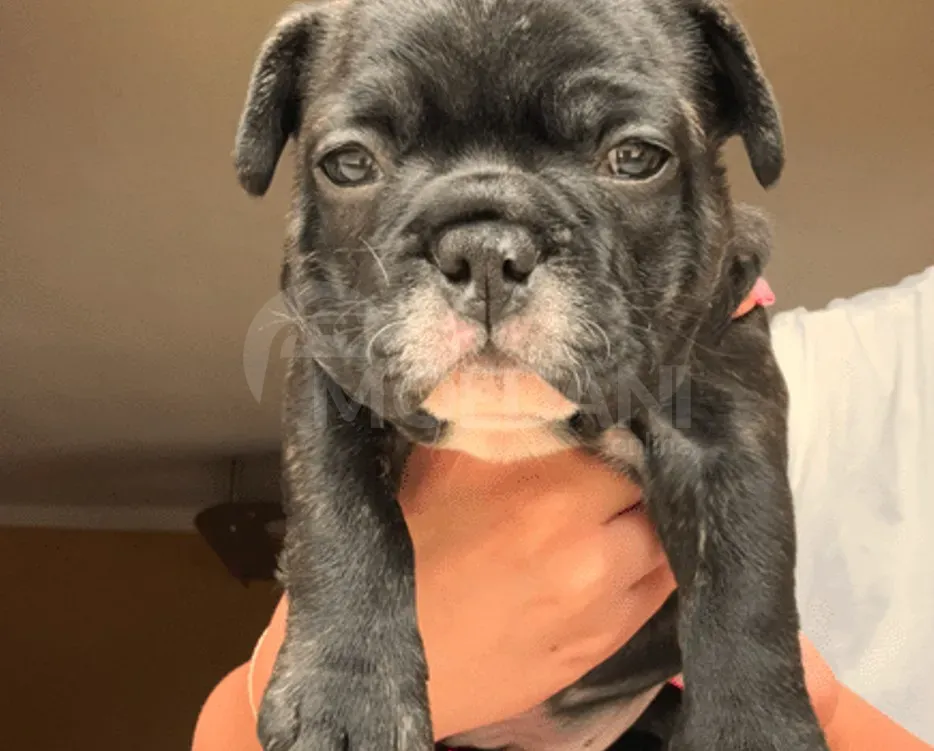 Სხვისდება უსაყვარლესი ფრანგული ბულდოგის ლეკვები თბილისი - photo 5