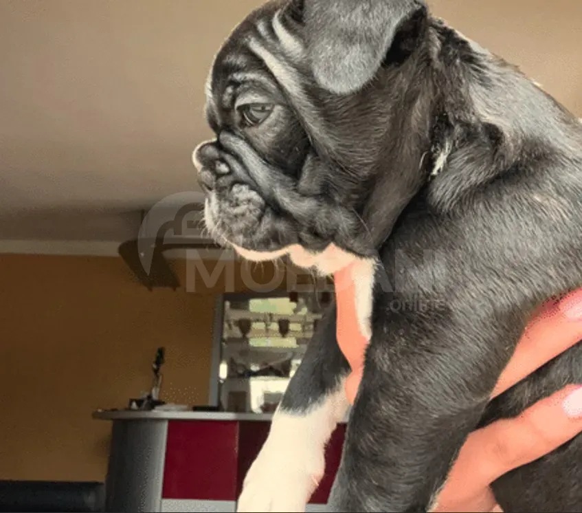 Სხვისდება უსაყვარლესი ფრანგული ბულდოგის ლეკვები თბილისი - photo 6