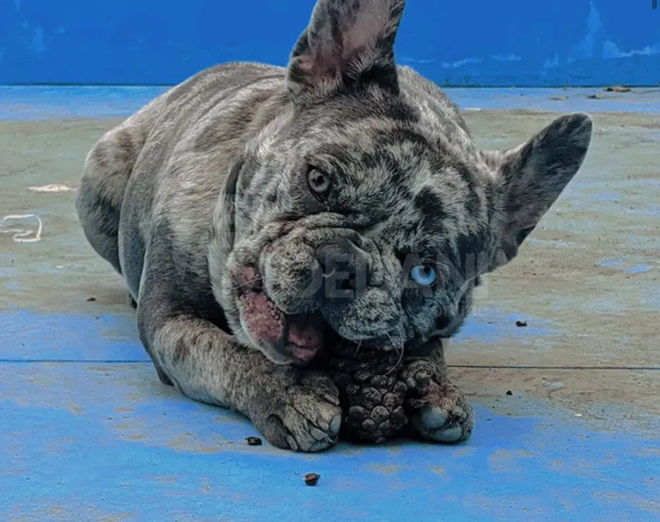 Სხვისდება უსაყვარლესი ფრანგული ბულდოგის ლეკვები თბილისი - photo 2