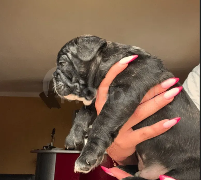 Სხვისდება უსაყვარლესი ფრანგული ბულდოგის ლეკვები თბილისი - photo 3