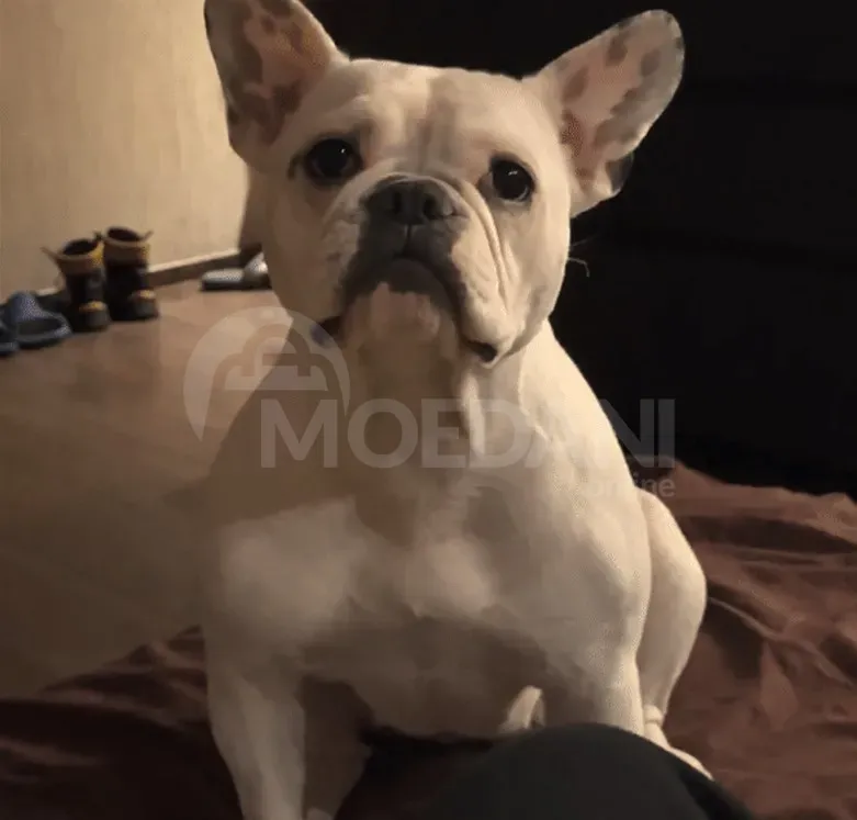 Სხვისდება უსაყვარლესი ფრანგული ბულდოგის ლეკვები თბილისი - photo 1