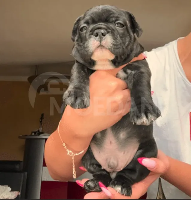 Სხვისდება უსაყვარლესი ფრანგული ბულდოგის ლეკვები თბილისი - photo 4