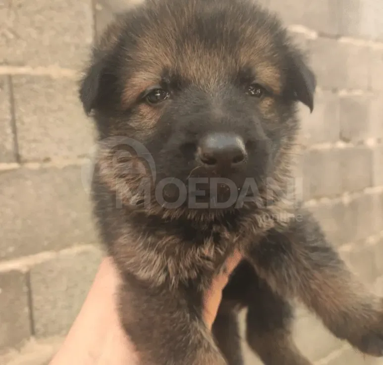 Purebred German Shepherd puppies for sale Tbilisi - photo 2