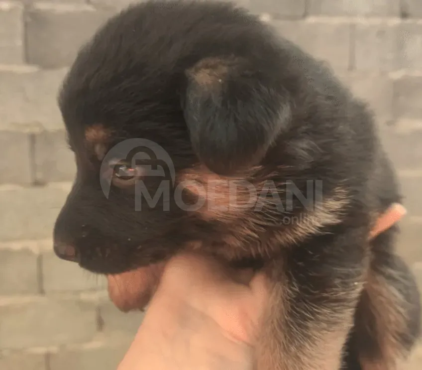 Purebred German Shepherd puppies for sale Tbilisi - photo 3