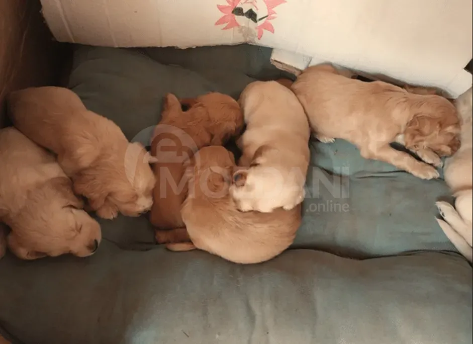 Английский кокер-спаниель Кутаиси - изображение 2