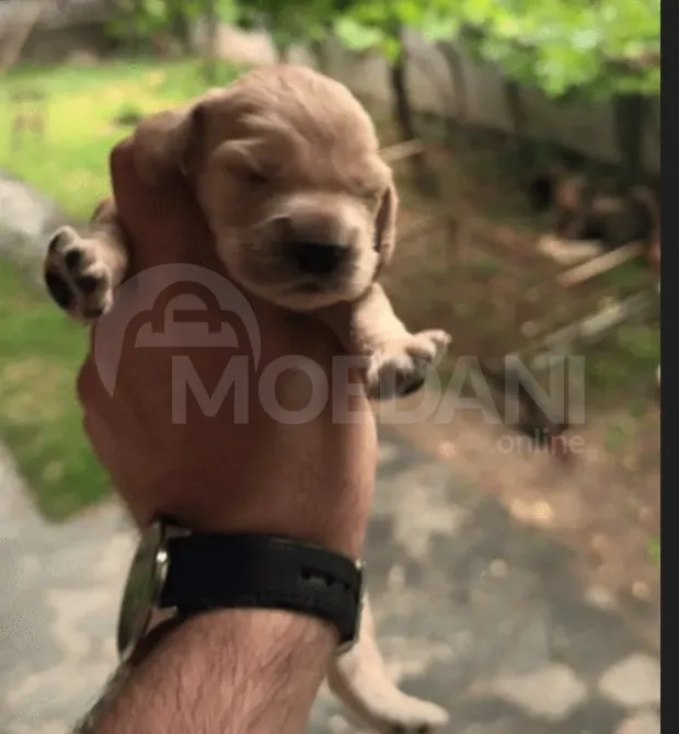 Английский кокер-спаниель Кутаиси - изображение 1