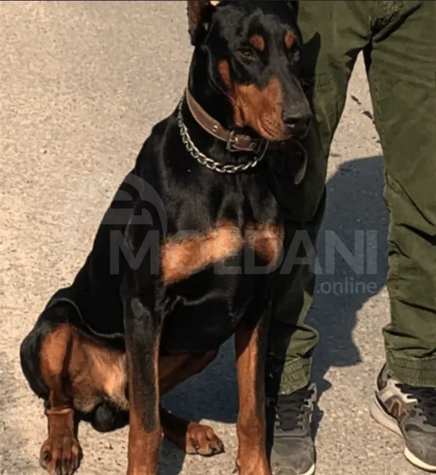 Щенки Обермана Тбилиси - изображение 1