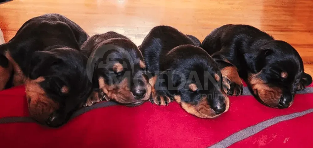 Щенки Обермана Тбилиси - изображение 3