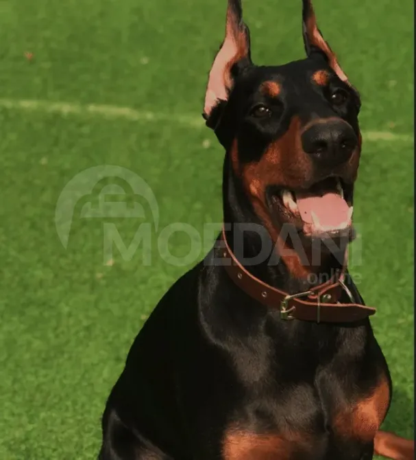 Щенки Обермана Тбилиси - изображение 2