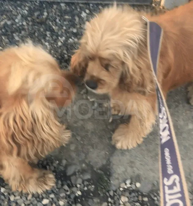 Ლეკვები ამერიკული კოკერსპანიელის სამტრედია - photo 2