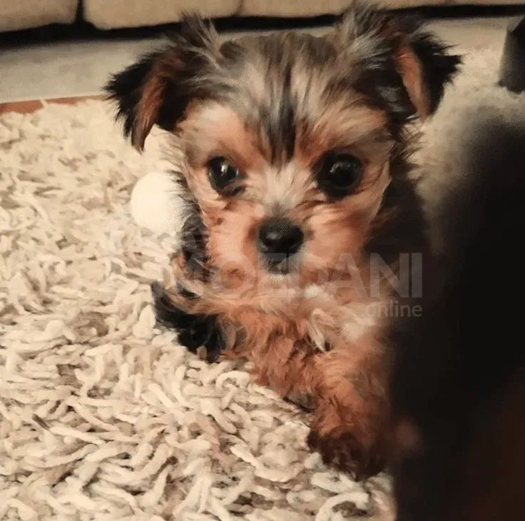 This is York Tbilisi - photo 4