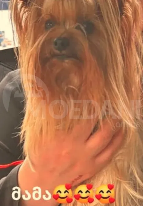 This is York Tbilisi - photo 1