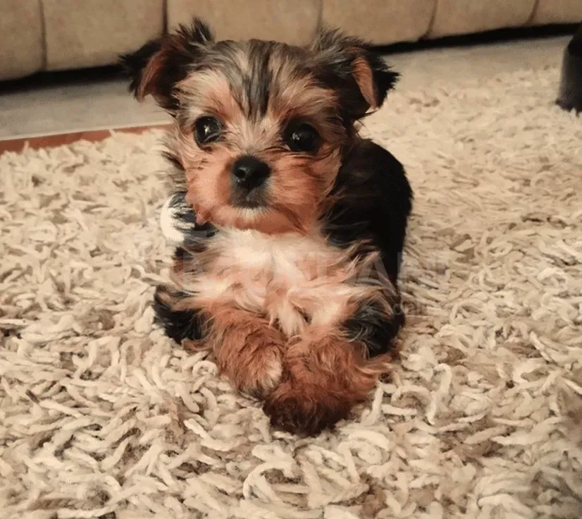 This is York Tbilisi - photo 3