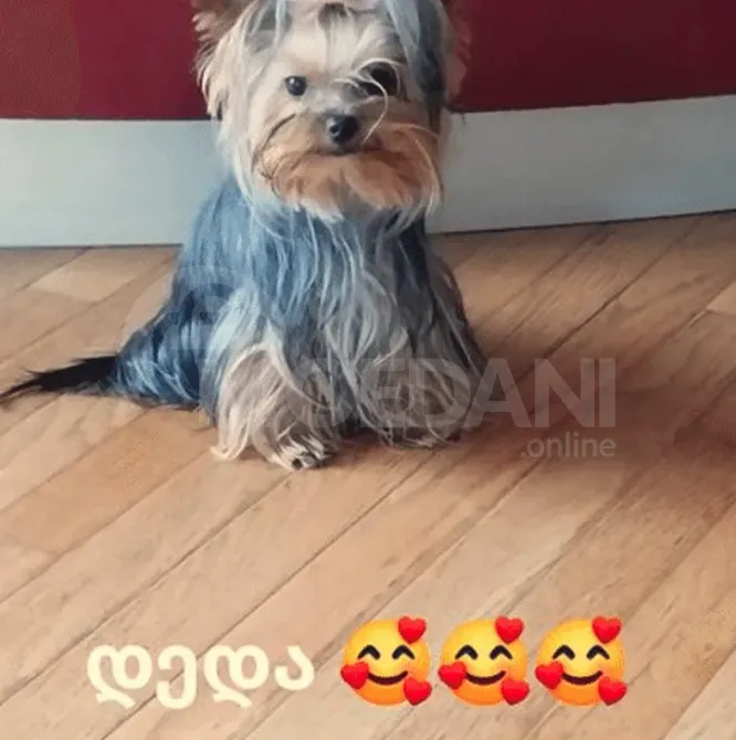 This is York Tbilisi - photo 2