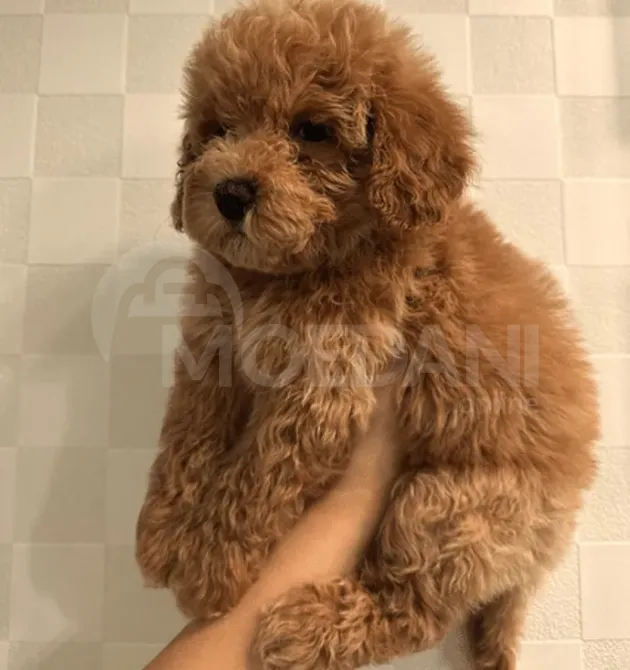 Ჯუჯა პუდელის ლეკვები ქუთაისი - photo 1